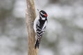 Perching winter Downy Woodpecker Royalty Free Stock Photo