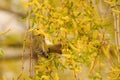 Perching Wood Warbler at flowering willow in spring