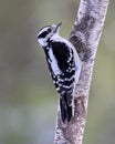 Perching Woodpecker Royalty Free Stock Photo