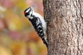 Perching Woodpecker Royalty Free Stock Photo