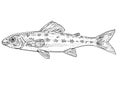 Percopsis omiscomaycus or trout-perch grounder or sand minnow Freshwater Fish Cartoon Drawing