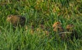 On a cold early summer morning, at sunrise, in the wet grass Grey partridge family