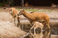 Pere David deers calf feeding time doe in water Royalty Free Stock Photo