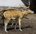 Pere David`s deer 1