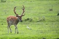 Pere David`s deer in a clearing