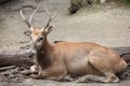 Pere David`s deer Elaphurus davidianus