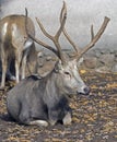 Pere David`s deer 6