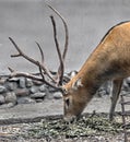 Pere David`s deer male 2
