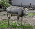 Pere David`s deer male 11