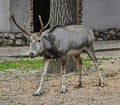 Pere David`s deer male 9