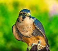 Peregine Falcon Falco Peregrinus