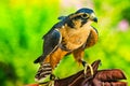 Peregine Falcon Falco Peregrinus