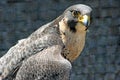Peregrin Falcon Royalty Free Stock Photo