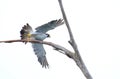 Peregrin Falcon above the sky Royalty Free Stock Photo