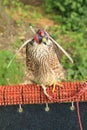 Peregrin falcon Royalty Free Stock Photo