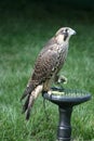 Peregrin Falcon on perch with wings open Royalty Free Stock Photo