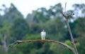 Look at Me, Peregrin Falcon on the tree branch is looking for victim Royalty Free Stock Photo