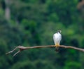 Peregrin Falcon on the tree branch is looking for victim Royalty Free Stock Photo