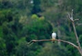 Peregrin Falcon on the tree branch Royalty Free Stock Photo