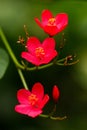 Peregrina flower Jatropha integerrima