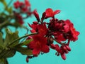 Peregrina flowers -Jatropha integerrima