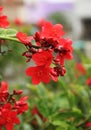 Peregrina flowers -Jatropha integerrima