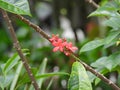 Peregrina (Jatropha integerrima) Royalty Free Stock Photo