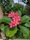 Peregrina plant red flowers micro flower image by Peregrina plant flower in indian village farm