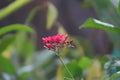 Peregrina red flower plant with green blur background, beautiful flower in focus