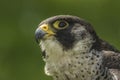 Peregrine (Falco peregrinus)