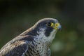 Peregrine (Falco peregrinus)