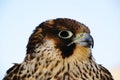 Peregrine Falcon Royalty Free Stock Photo