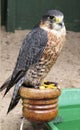 peregrine falcon Royalty Free Stock Photo