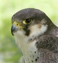 Peregrine falcon