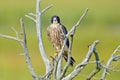 Peregrine Falcon Royalty Free Stock Photo