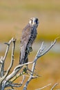 Peregrine Falcon Royalty Free Stock Photo