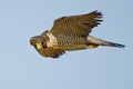 Peregrine Falcon Royalty Free Stock Photo