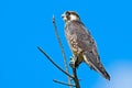 Peregrine Falcon Royalty Free Stock Photo