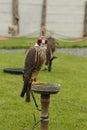 Peregrine falcon.