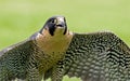 Peregrine Falcon Royalty Free Stock Photo