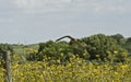 Peregrine Falcon Royalty Free Stock Photo