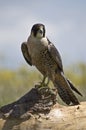 Peregrine Falcon Royalty Free Stock Photo