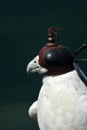 Peregrine Falcon