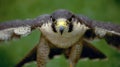 Peregrine falcon Royalty Free Stock Photo