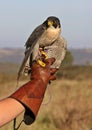 Peregrine Falcon