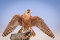 Peregrine falcon - Bedouin settlement - Al Maha - UAE