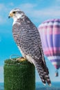 peregrine falcon bird of prey
