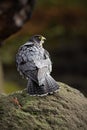 Peregrine Falcon, bird of prey sitting on the stone in the rock, detail portrait in the nature habitat, Germany