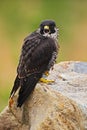 Peregrine Falcon, bird of prey sitting on the stone in the rock, detail portrait in the nature habitat, Germany. Wildlife scene wi