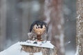 Peregrine Falcon, bird of prey sitting on the tree stump with catch during winter with snow, Germany. Falcon witch killed dove.
